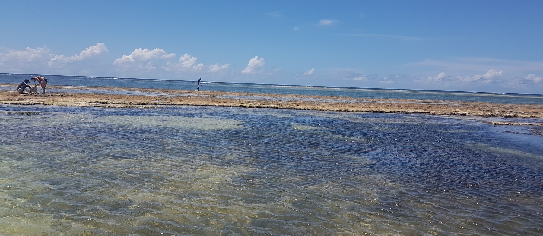 Coastal families gathering and drying seaweed along the Kenyan shore